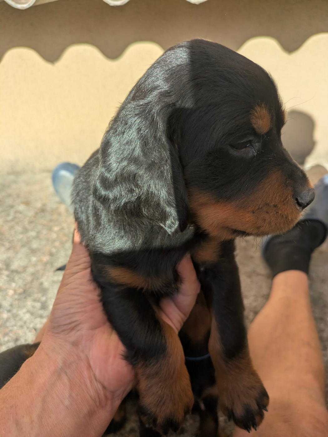 Du Vallon Des Bécasses - Chiots disponibles - Setter Gordon