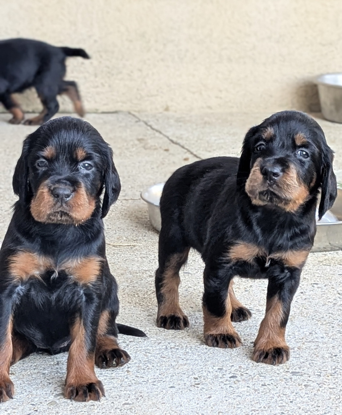 Du Vallon Des Bécasses - Chiots disponibles - Setter Gordon