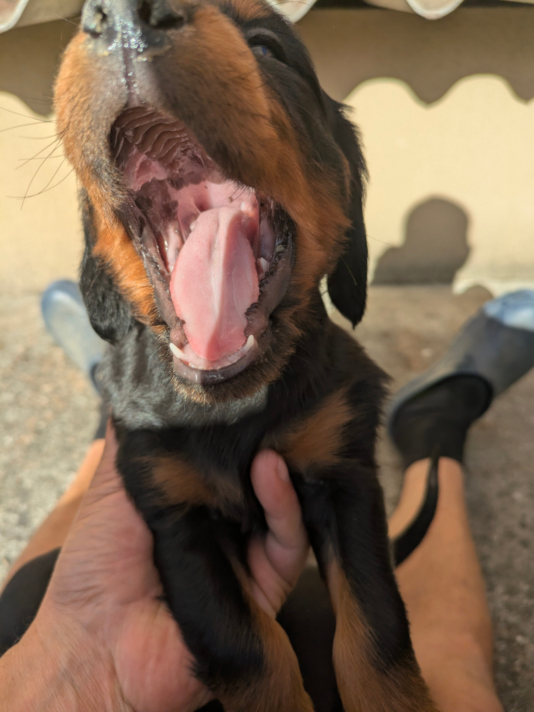 Du Vallon Des Bécasses - Chiots disponibles - Setter Gordon