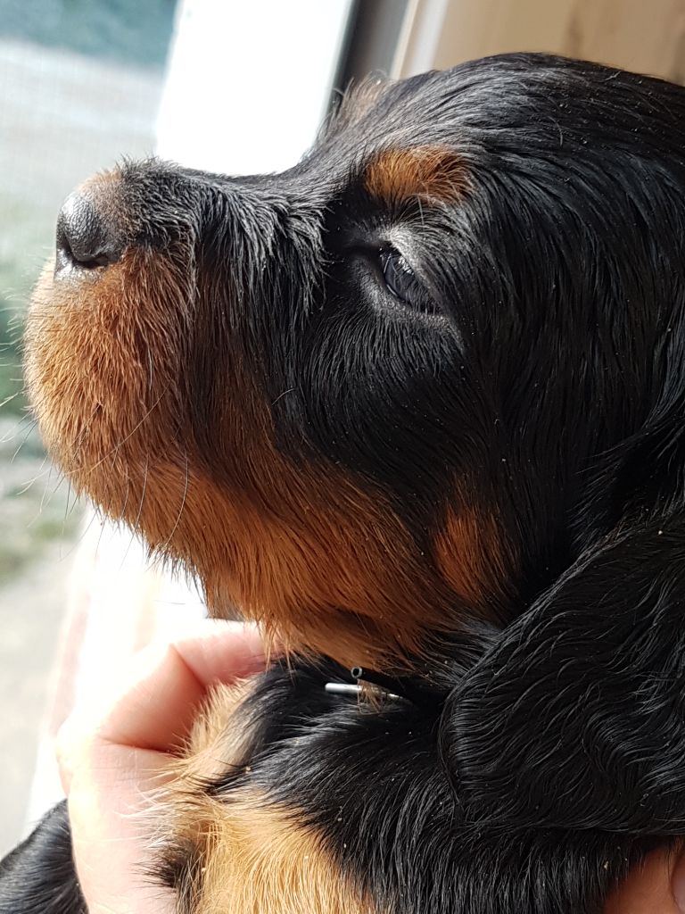 Du Vallon Des Bécasses - Setter Gordon - Portée née le 27/06/2022