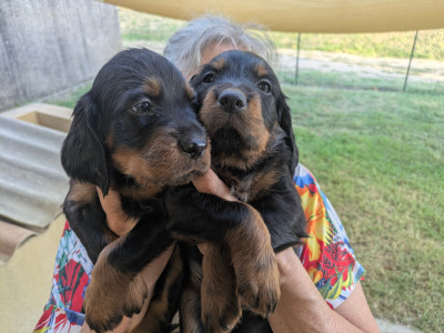 Chiot N°2