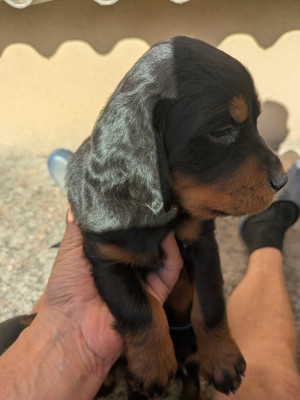 Chiot N°3